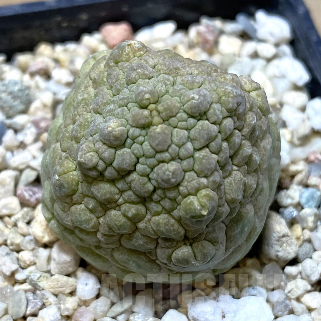SHPR40845 Pseudolithos cubiformis