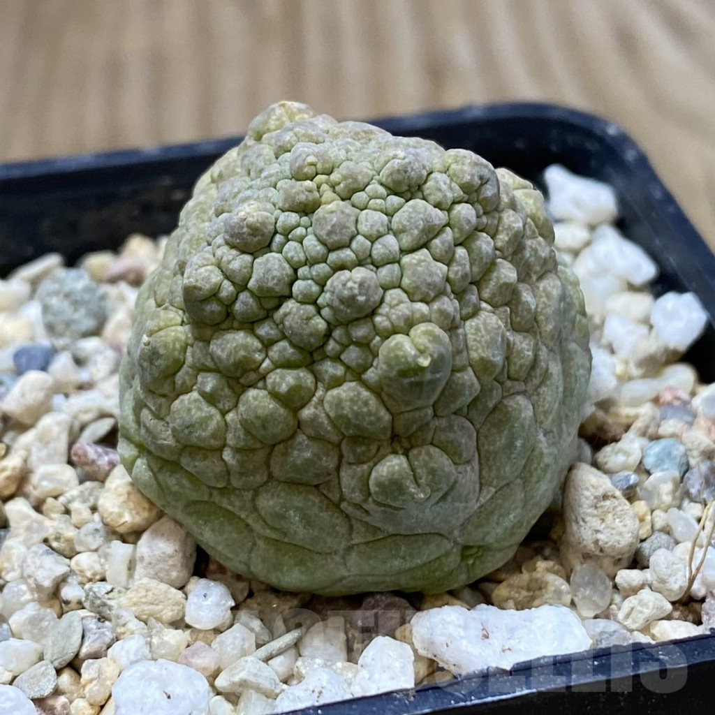 SHPR40845 Pseudolithos cubiformis - immagine 2
