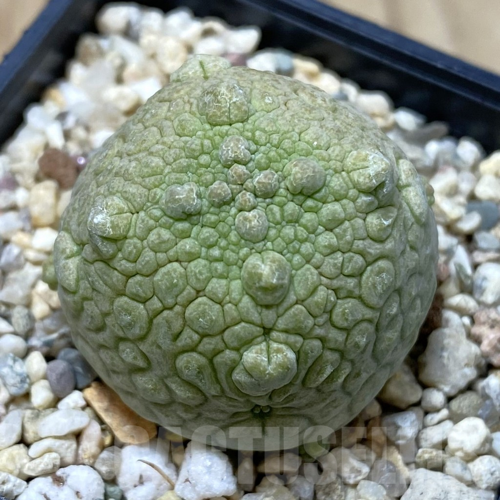 SHPR40846 Pseudolithos cubiformis