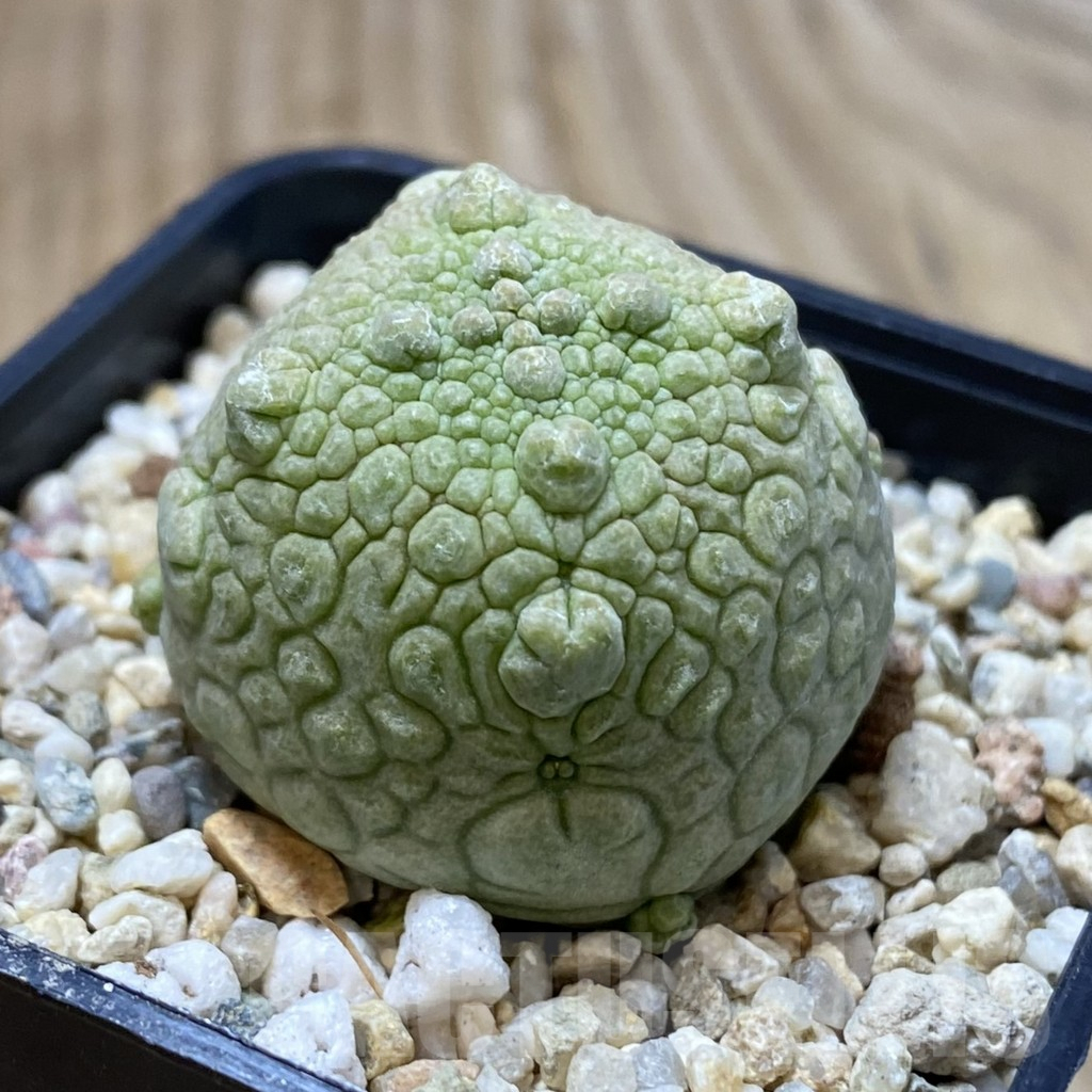 SHPR40846 Pseudolithos cubiformis - Image 2