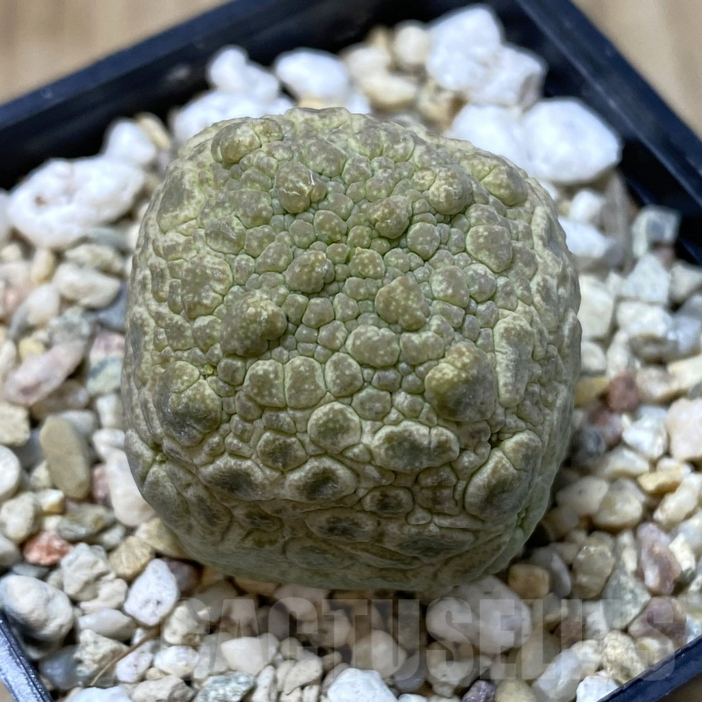 SHPR40847 Pseudolithos cubiformis