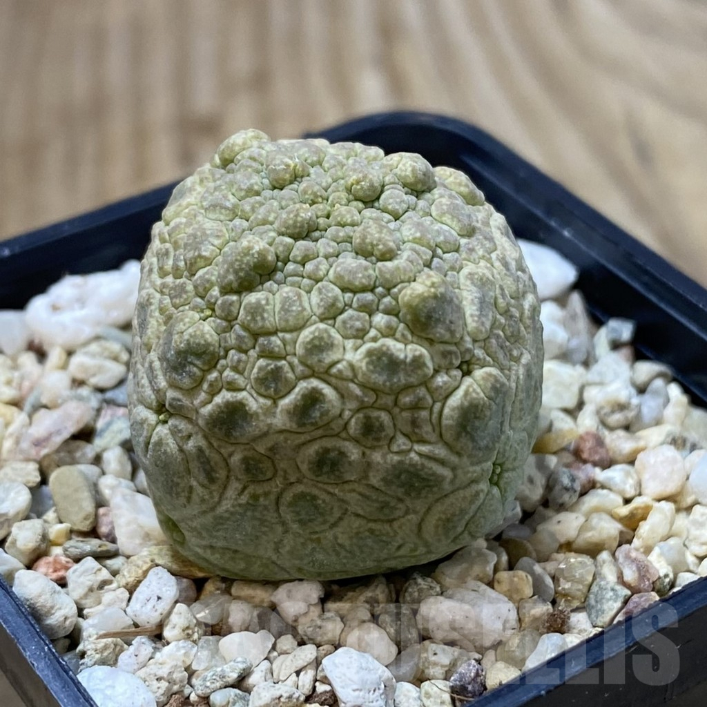 SHPR40847 Pseudolithos cubiformis - Image 2