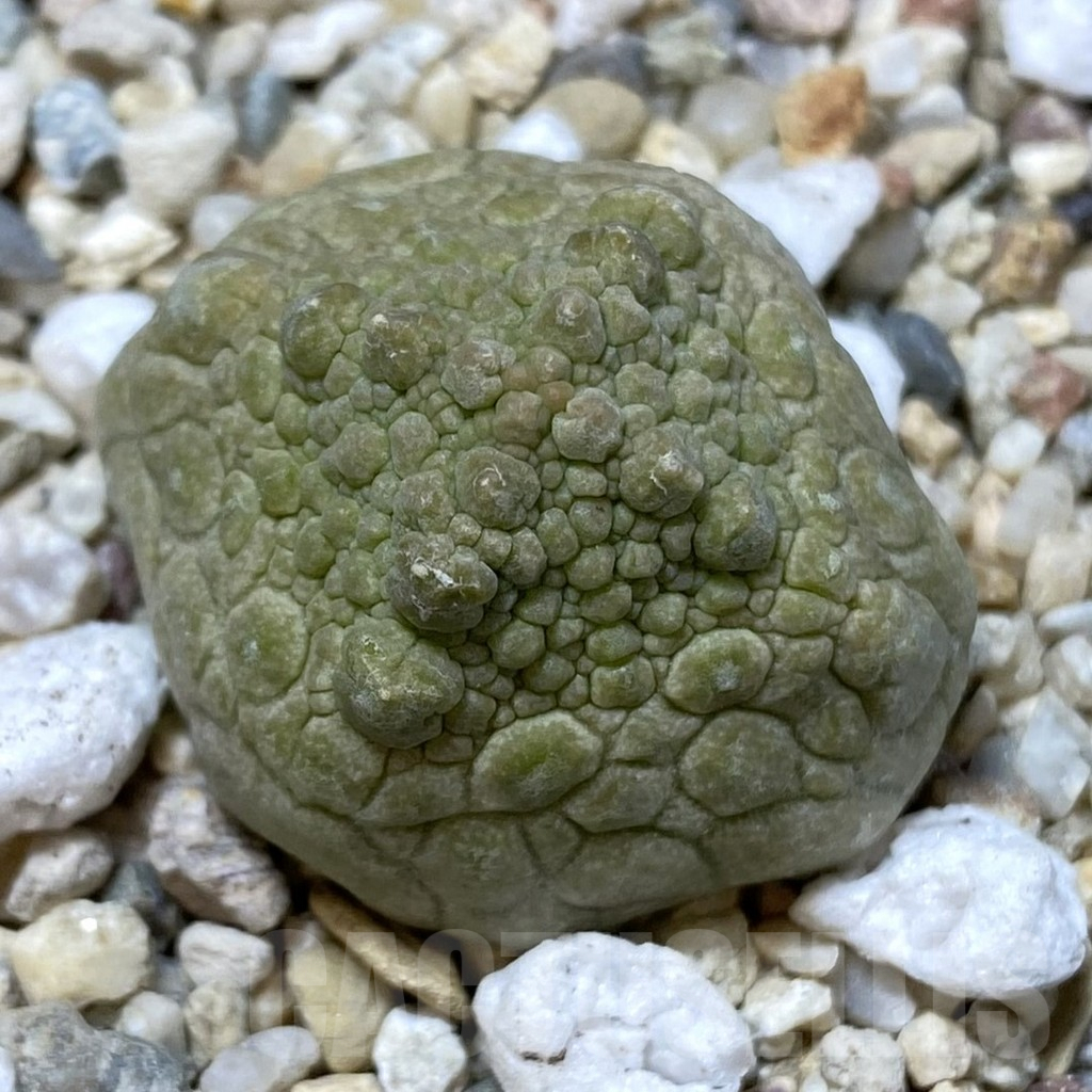 SHPR40848 Pseudolithos cubiformis