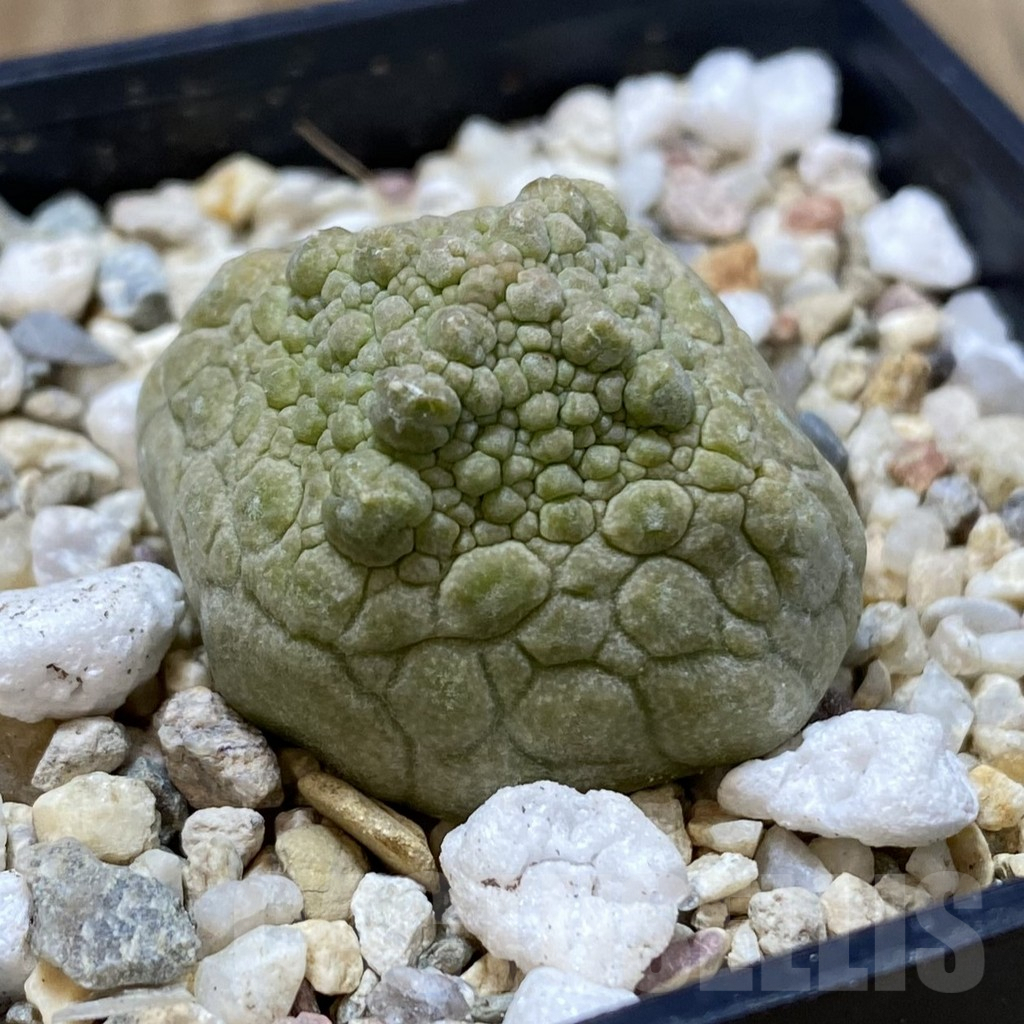 SHPR40848 Pseudolithos cubiformis - Image 2