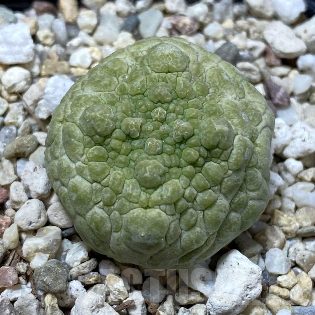 SHPR40849 Pseudolithos cubiformis