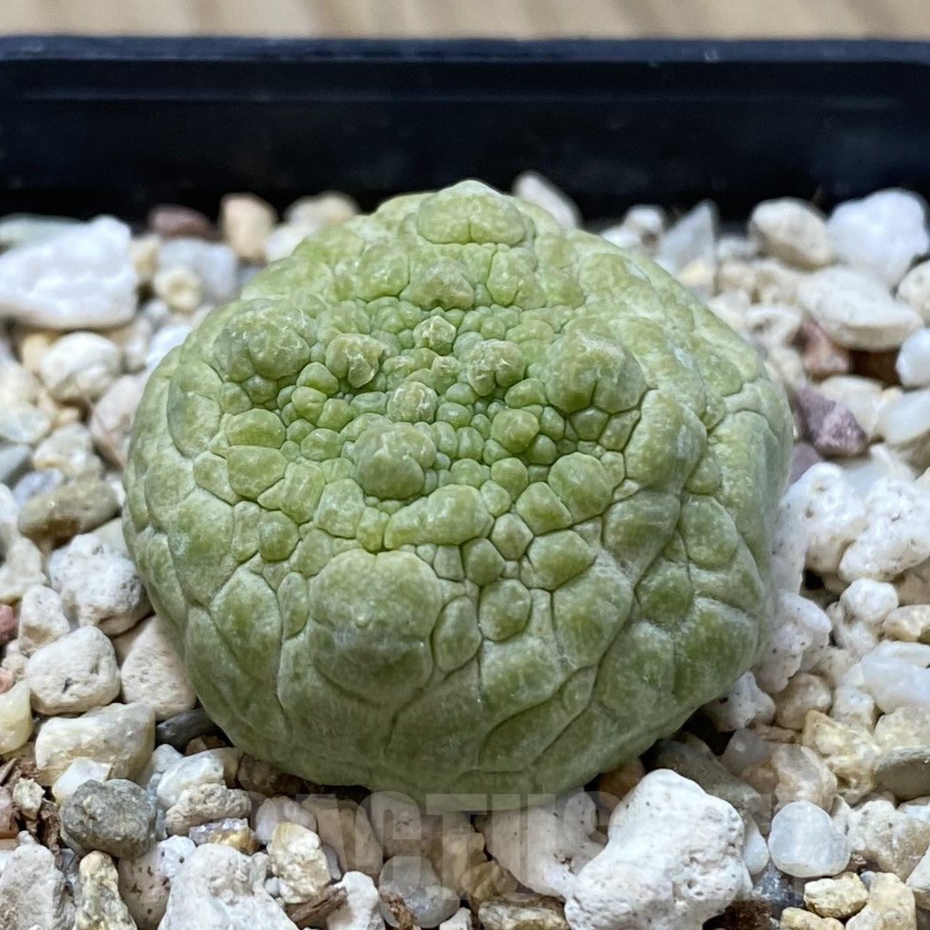 SHPR40849 Pseudolithos cubiformis - immagine 2