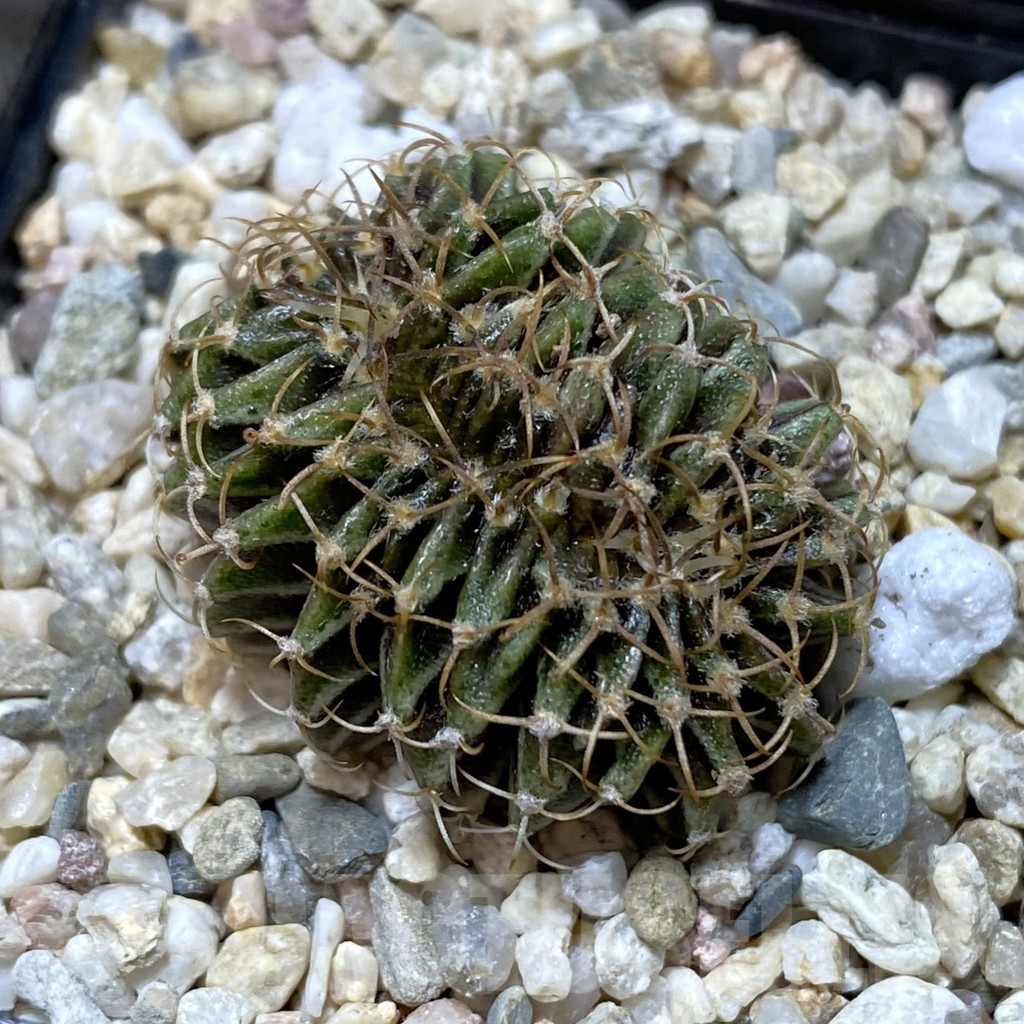 SH938 Gymnocalycium mihanovichii f. cristata