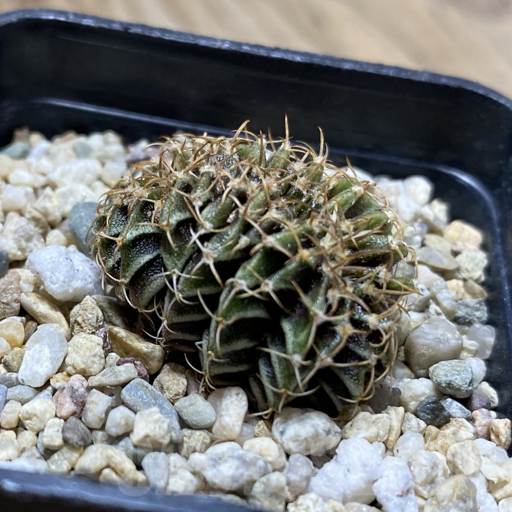 SH938 Gymnocalycium mihanovichii f. cristata - immagine 2