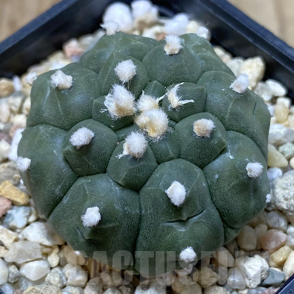 SH941 Astrophytum asterias 'Kikko'