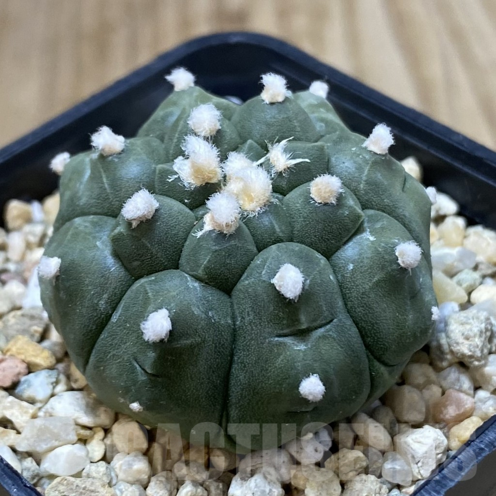 SH941 Astrophytum asterias 'Kikko' - Imagen 2