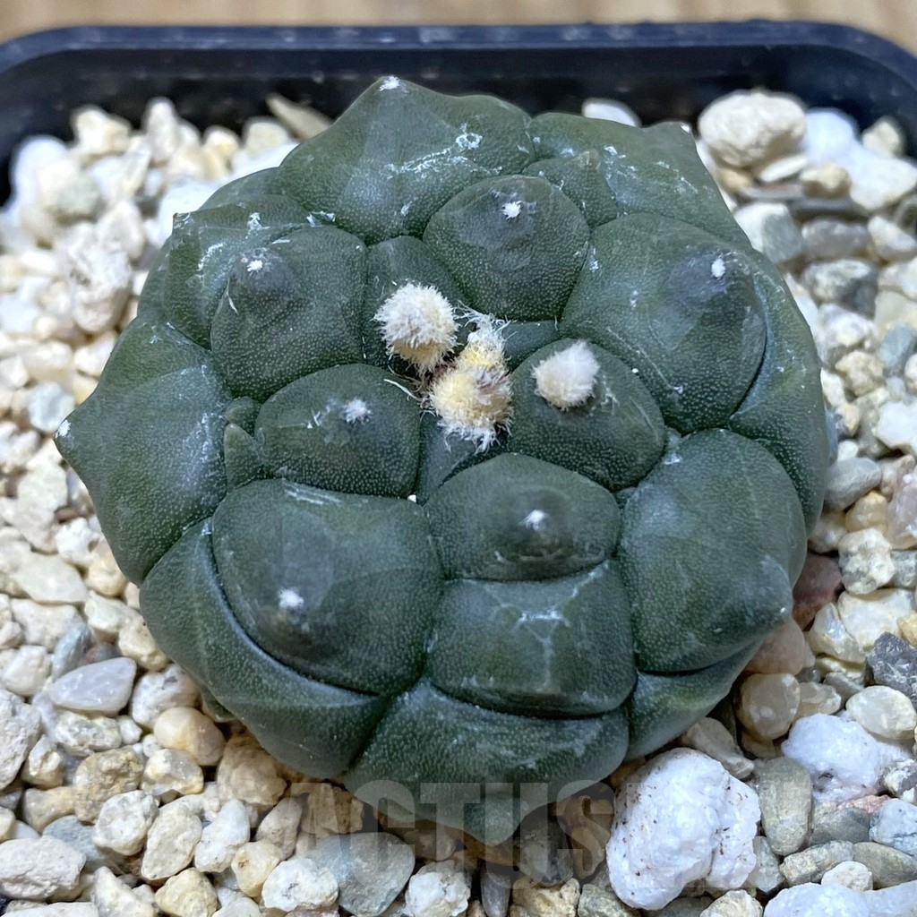 SH942 Astrophytum asterias 'Kikko'