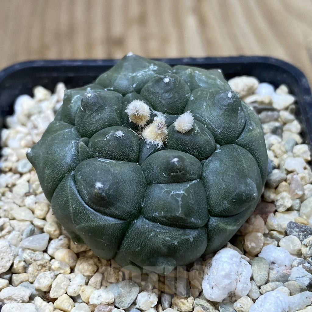 SH942 Astrophytum asterias 'Kikko' - Image 2