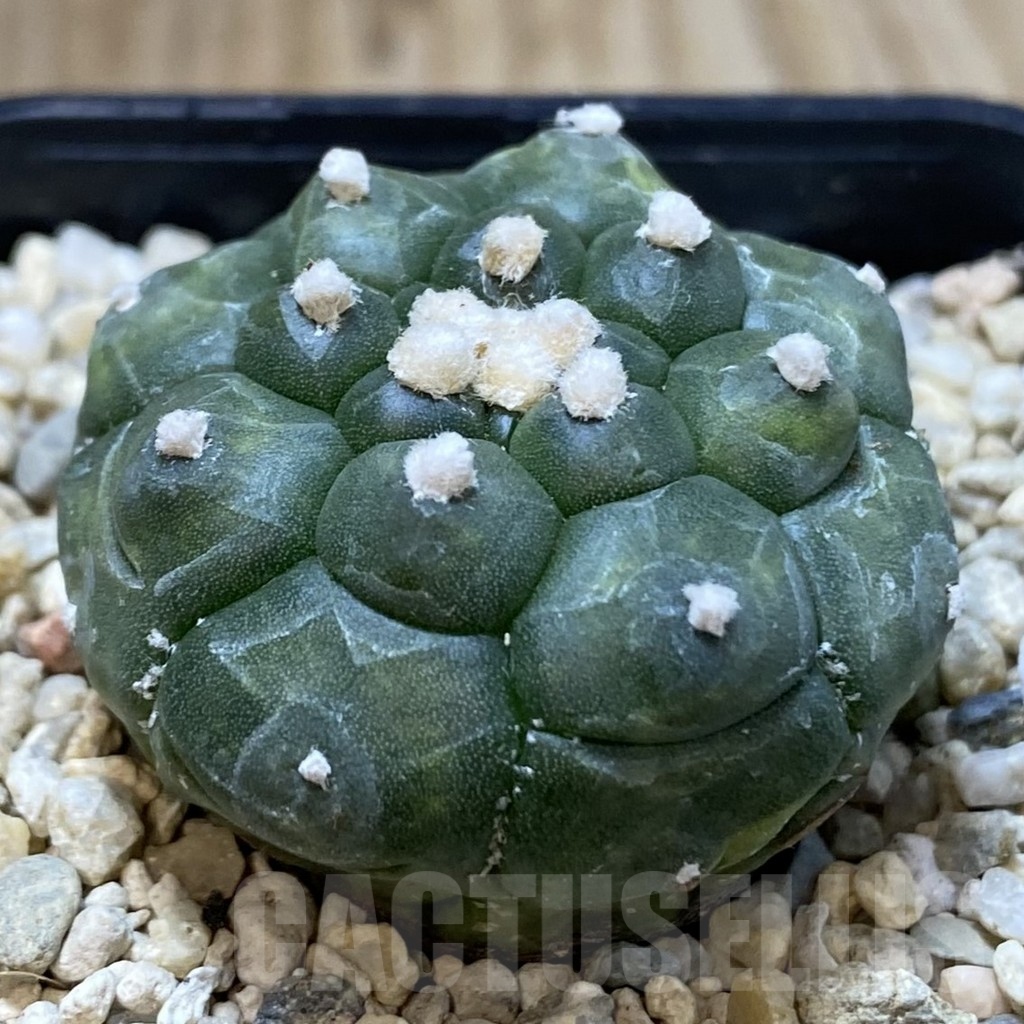 SH943 Astrophytum asterias 'Kikko' - Image 2