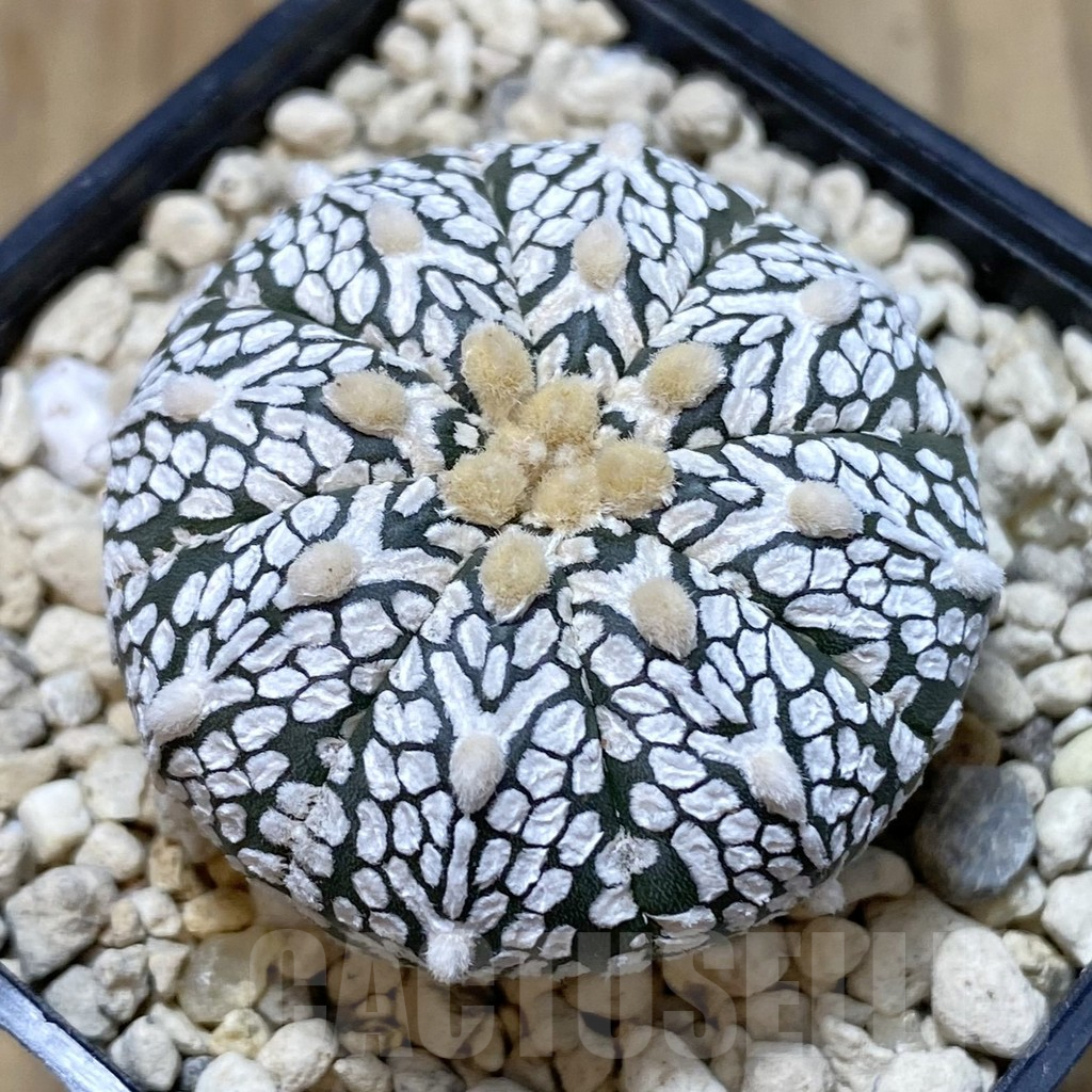 SH945 Astrophytum asterias ‘Super Kabuto’ V-type
