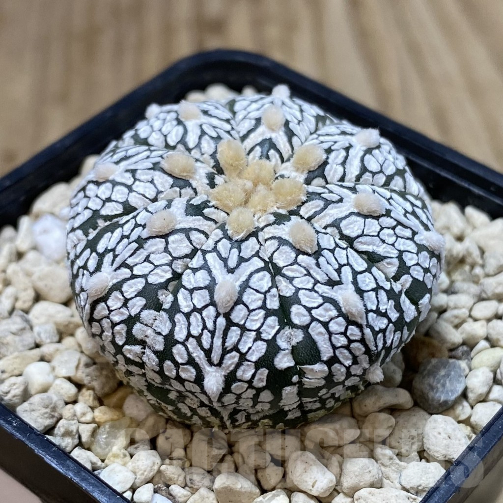 SH945 Astrophytum asterias ‘Super Kabuto’ V-type - Imagen 2