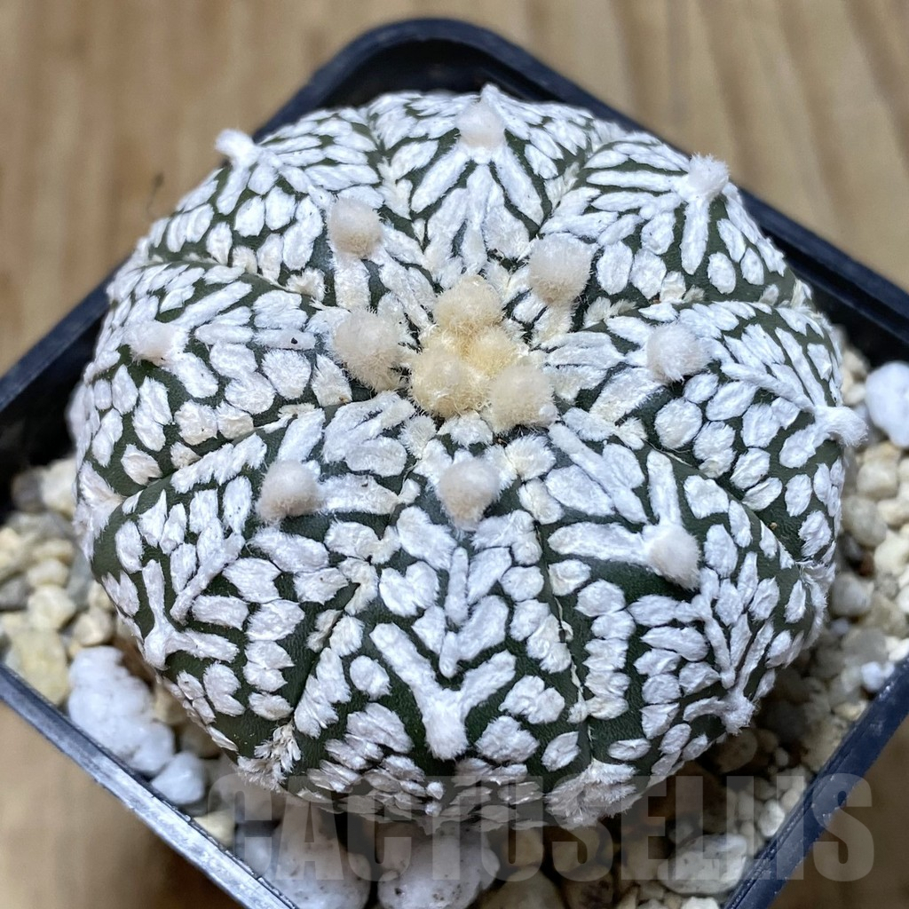 SH946 Astrophytum asterias ‘Super Kabuto’ V-type