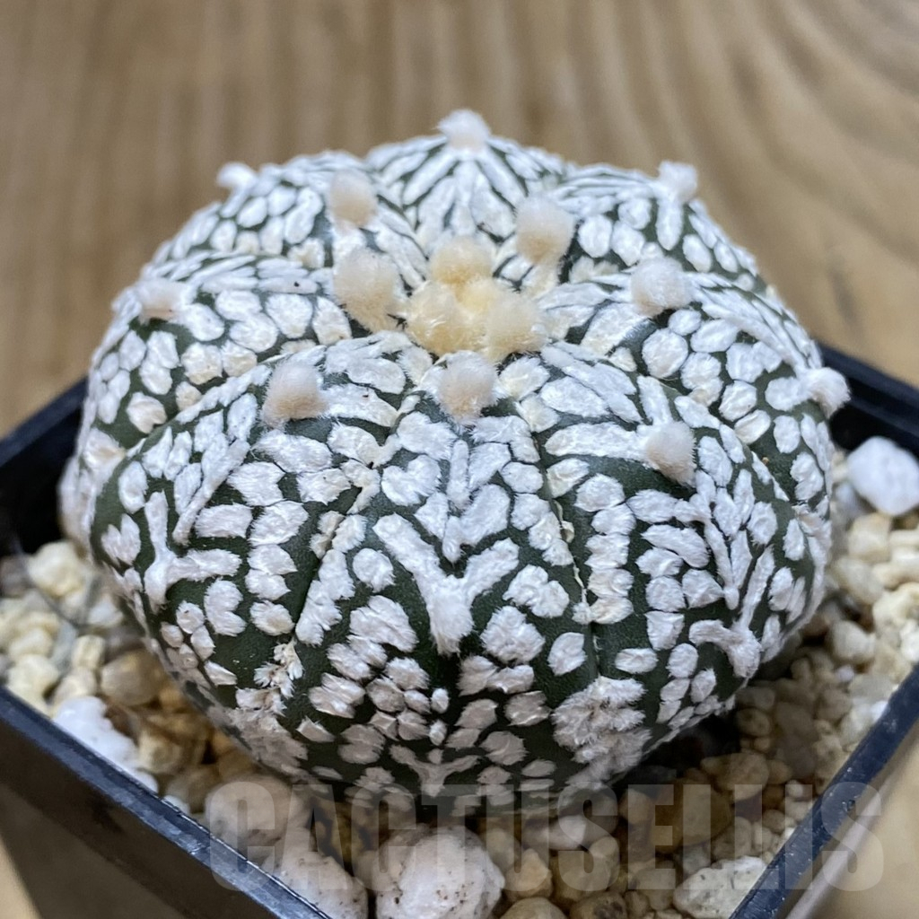 SH946 Astrophytum asterias ‘Super Kabuto’ V-type - Imagen 2