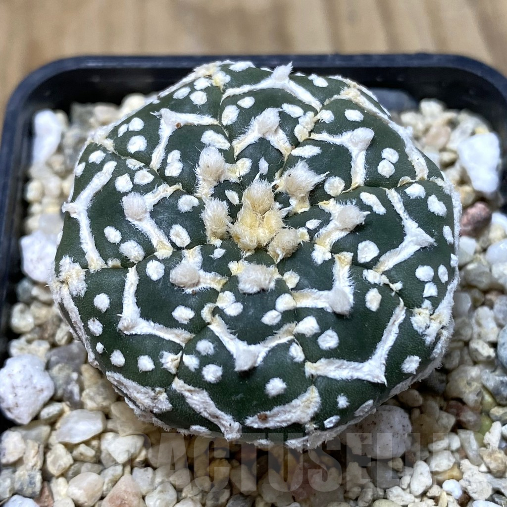 SH948 Astrophytum asterias ‘Super Kabuto’ V-type f. nudum