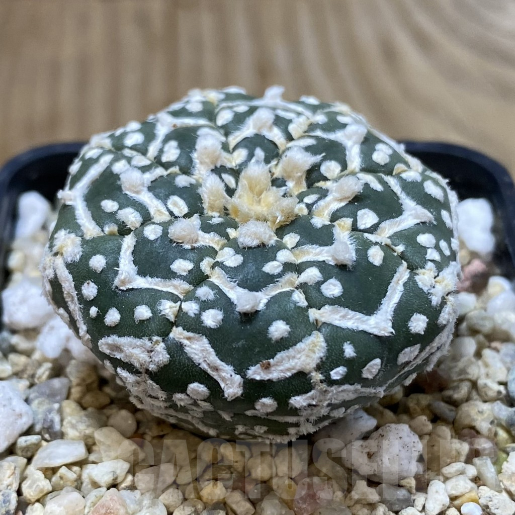 SH948 Astrophytum asterias ‘Super Kabuto’ V-type f. nudum - immagine 2