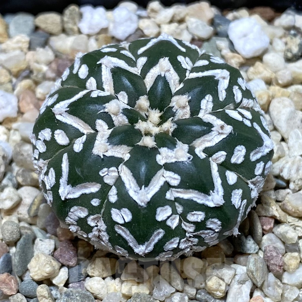 SHPR40834 Astrophytum asterias ‘Super Kabuto’ V-type f. nudum