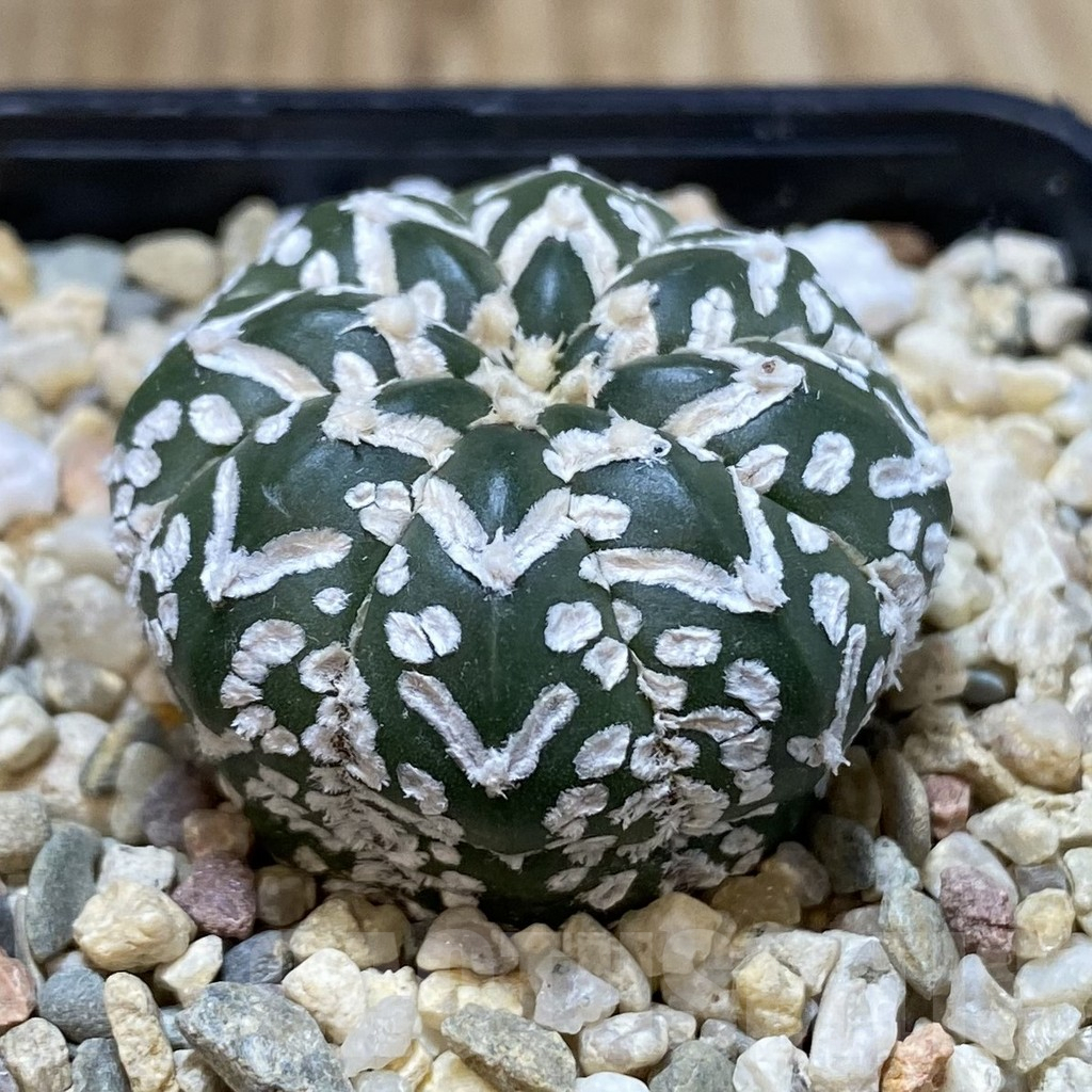 SHPR40834 Astrophytum asterias ‘Super Kabuto’ V-type f. nudum - Image 2