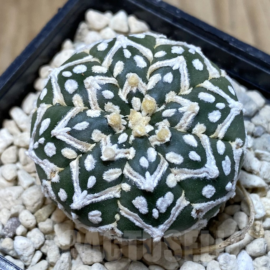 SH949 Astrophytum asterias ‘Super Kabuto’ V-type f. nudum