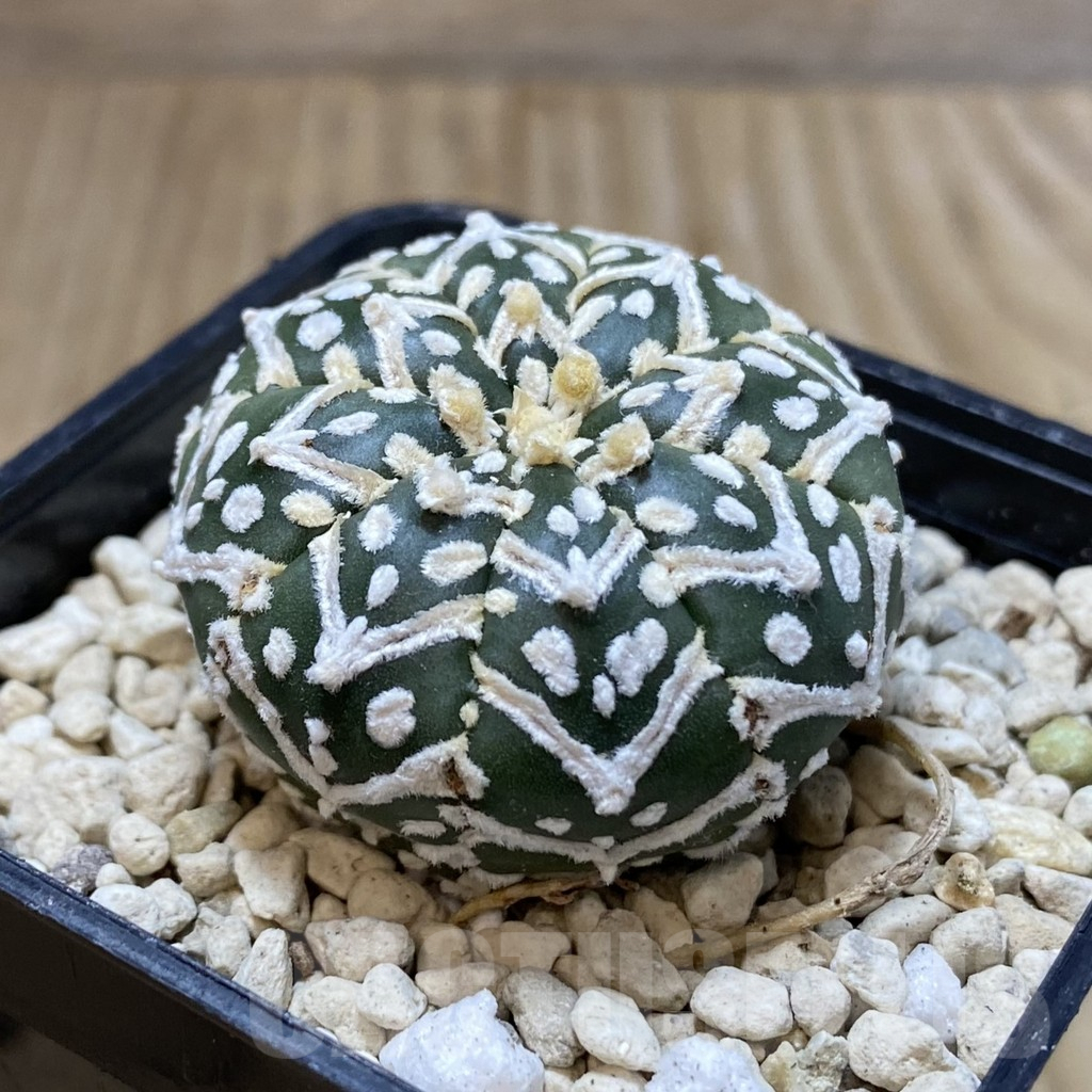SH949 Astrophytum asterias ‘Super Kabuto’ V-type f. nudum - immagine 2