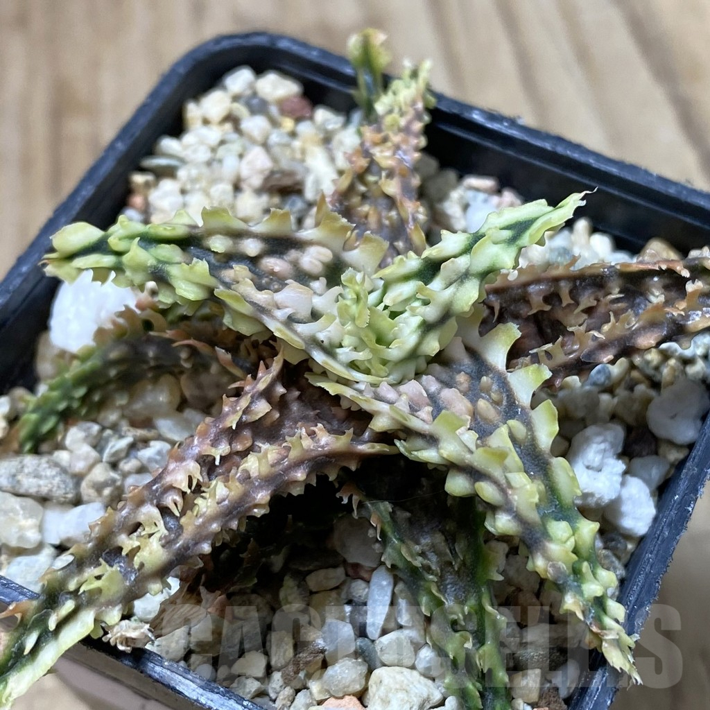 SHPR40837 Aloe TCT hybrid - Obrázek 2