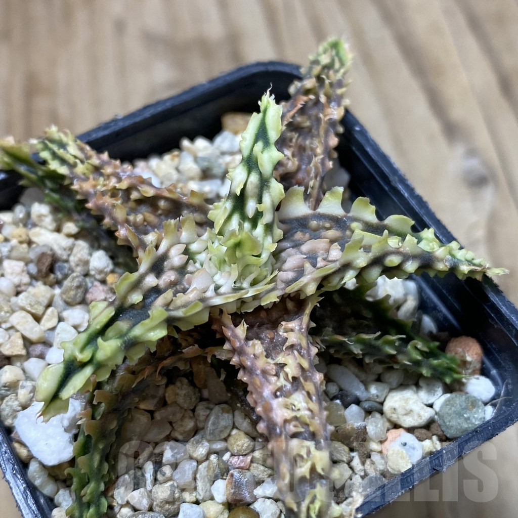 SHPR40837 Aloe TCT hybrid