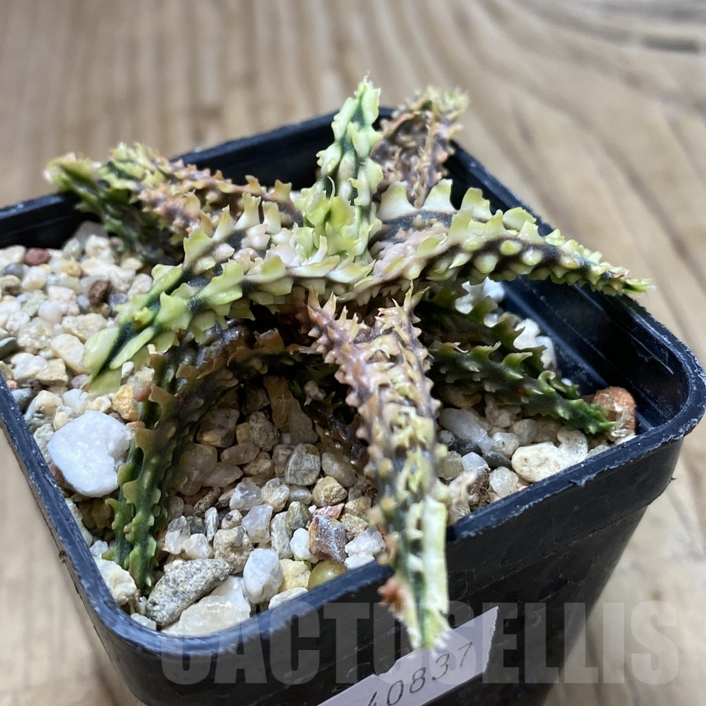 SHPR40837 Aloe TCT hybrid - Obrázek 3