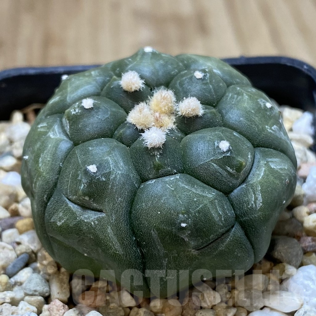 SH969 Astrophytum asterias ‘Kikko’ - Зображення 2