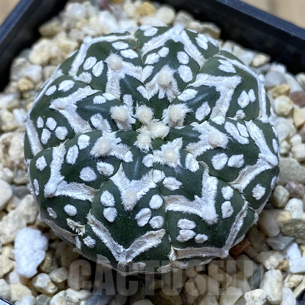 SH972 Astrophytum asterias ‘Super Kabuto’ V-type f. nudum
