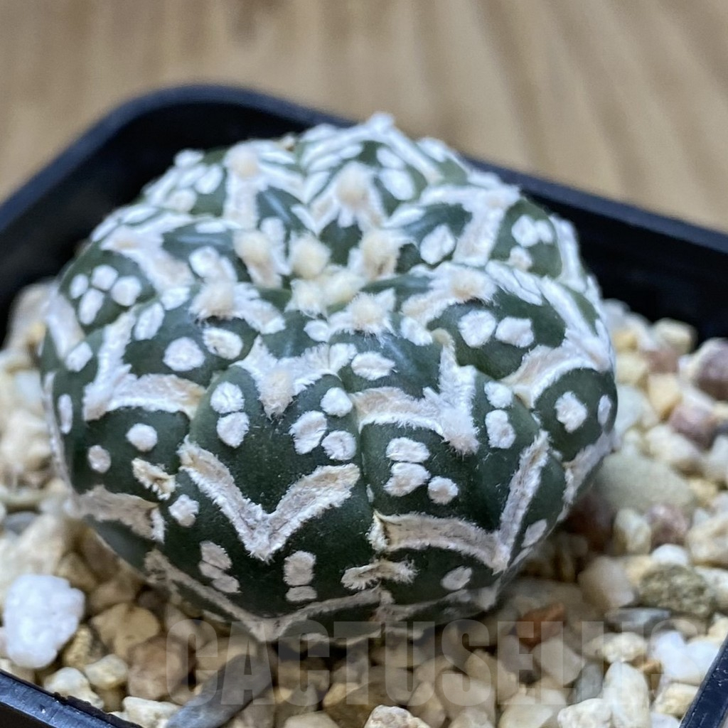 SH972 Astrophytum asterias ‘Super Kabuto’ V-type f. nudum - Image 2