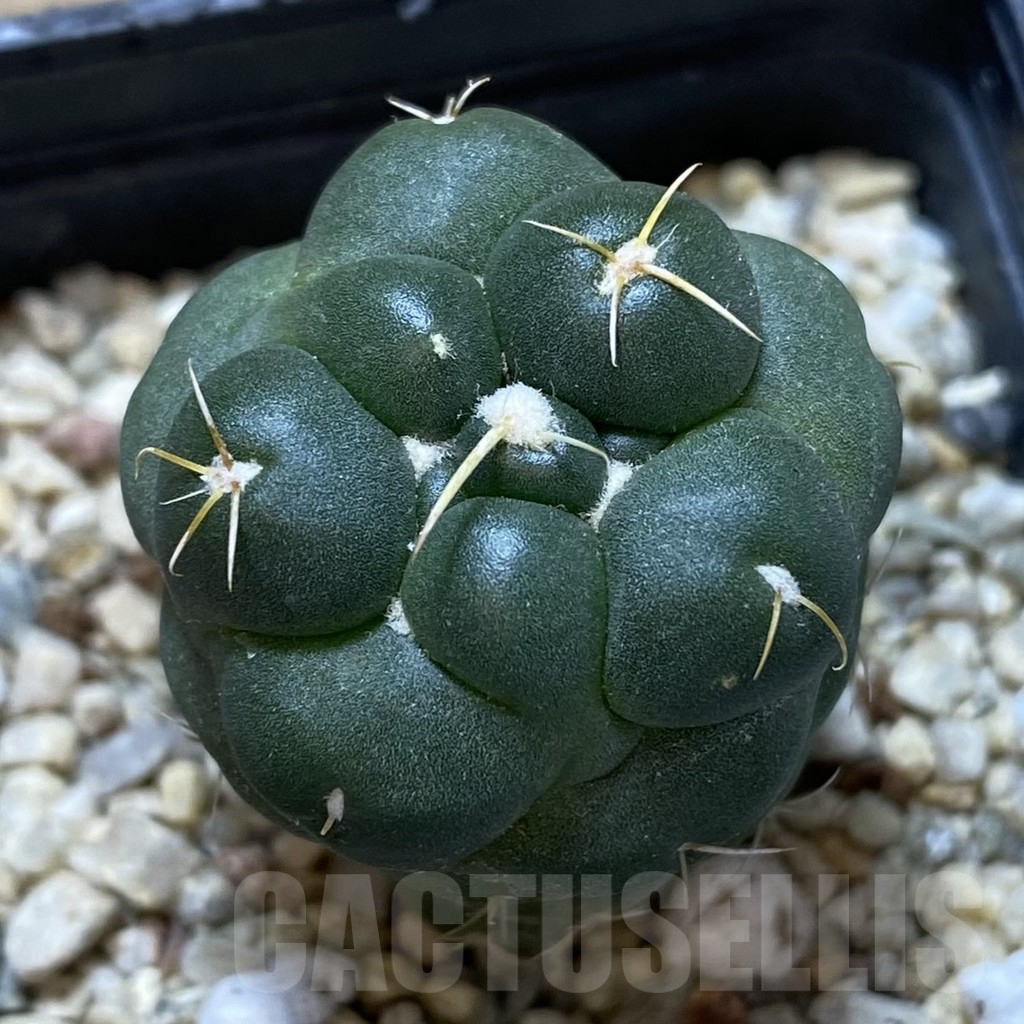 SHPR40976 Coryphantha elephantidens ‘inermis’ - Image 2