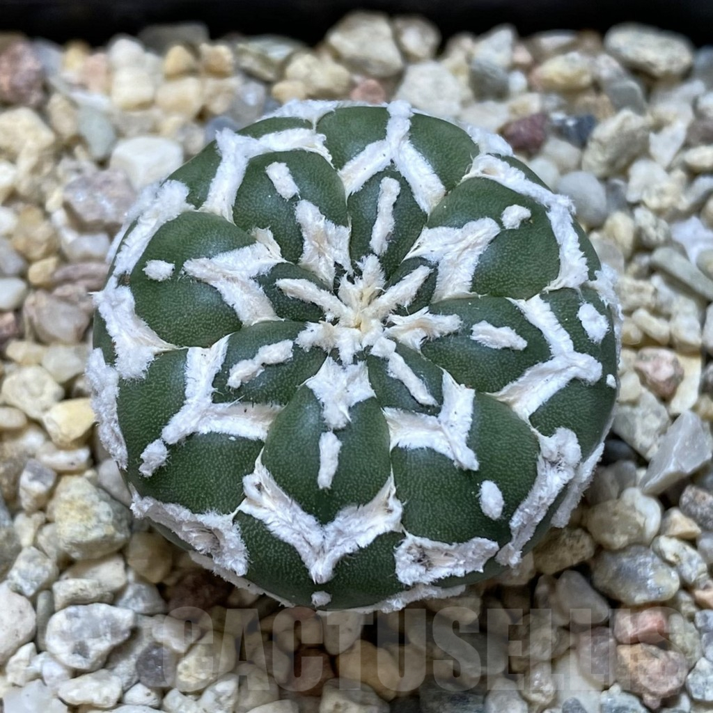 SHPR41009 Astrophytum asterias ‘Super Kabuto’ V-type f. nudum