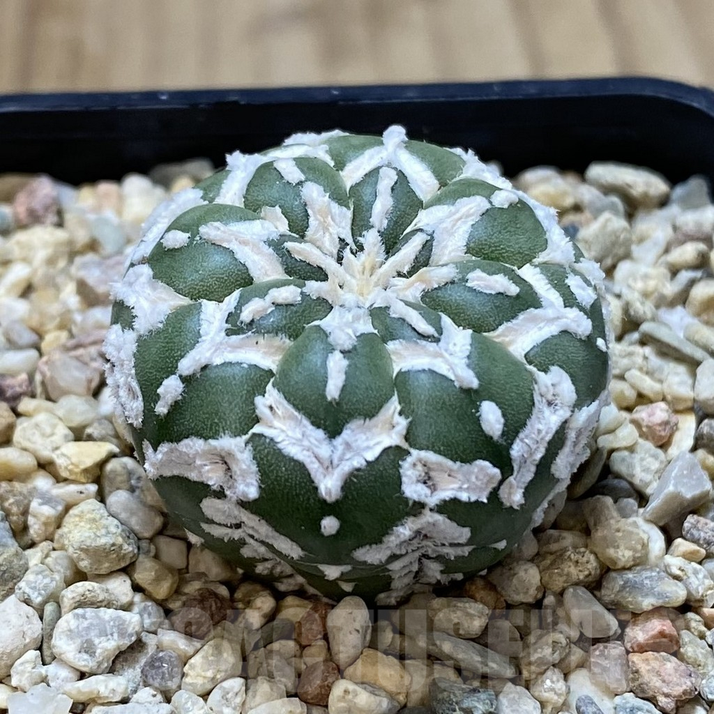 SHPR41009 Astrophytum asterias ‘Super Kabuto’ V-type f. nudum - Image 2