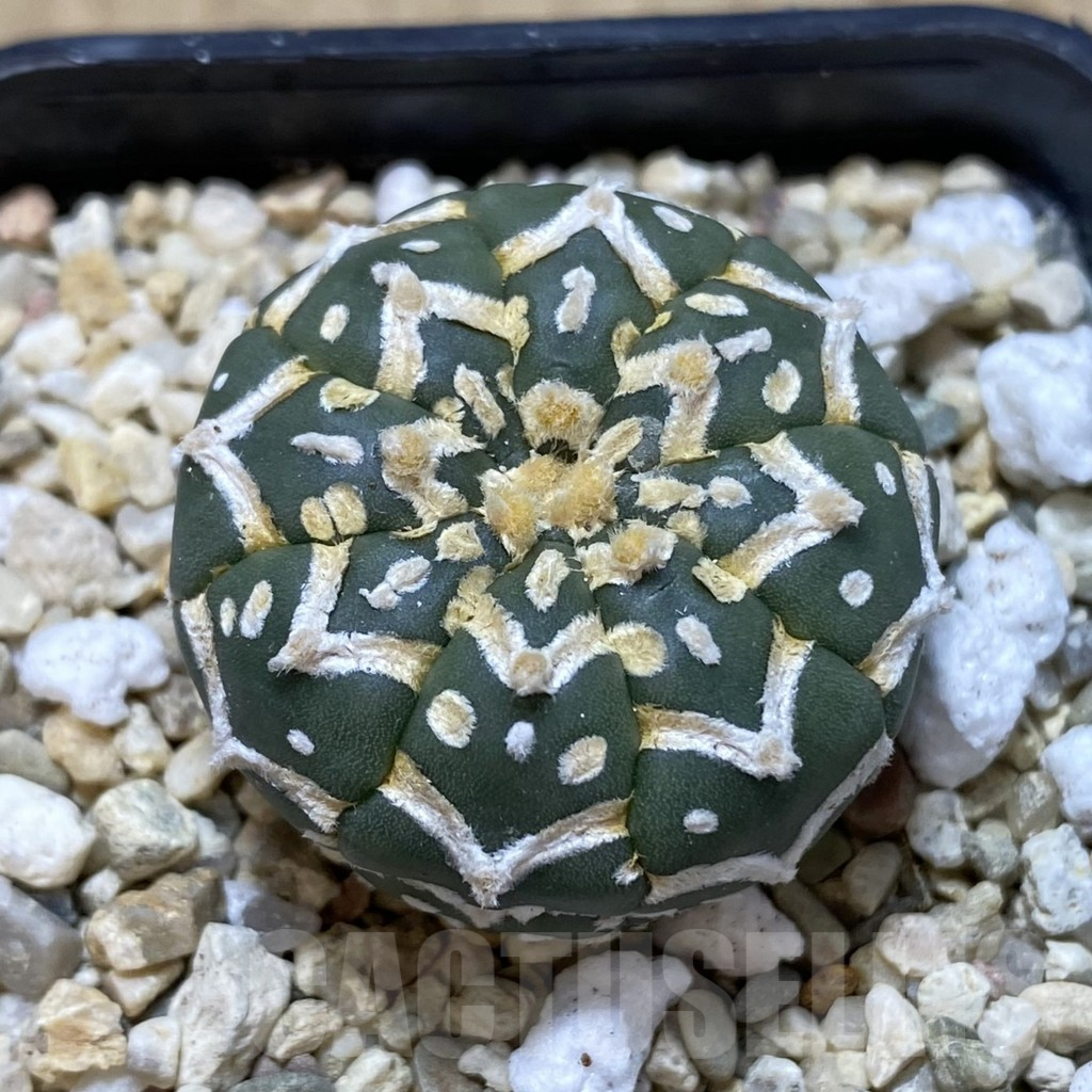 SH973 Astrophytum asterias ‘Super Kabuto’ V-type f. nudum