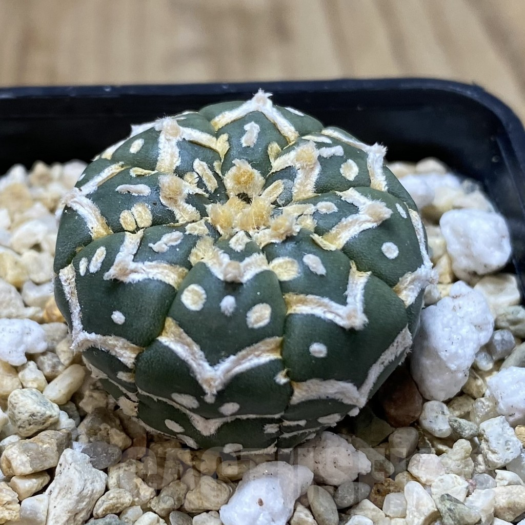 SH973 Astrophytum asterias ‘Super Kabuto’ V-type f. nudum - Image 2