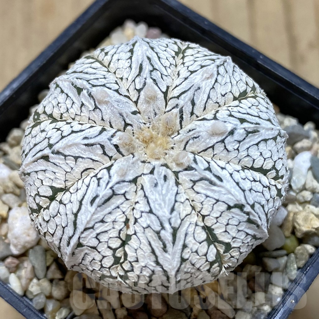SHPR41011 Astrophytum asterias ‘Super Kabuto’ V-type