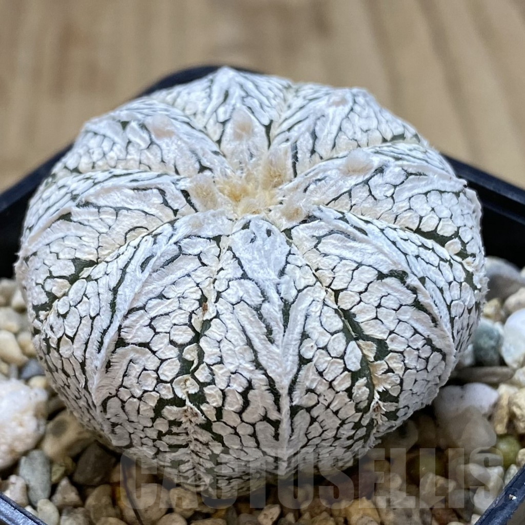 SHPR41011 Astrophytum asterias ‘Super Kabuto’ V-type - Зображення 2