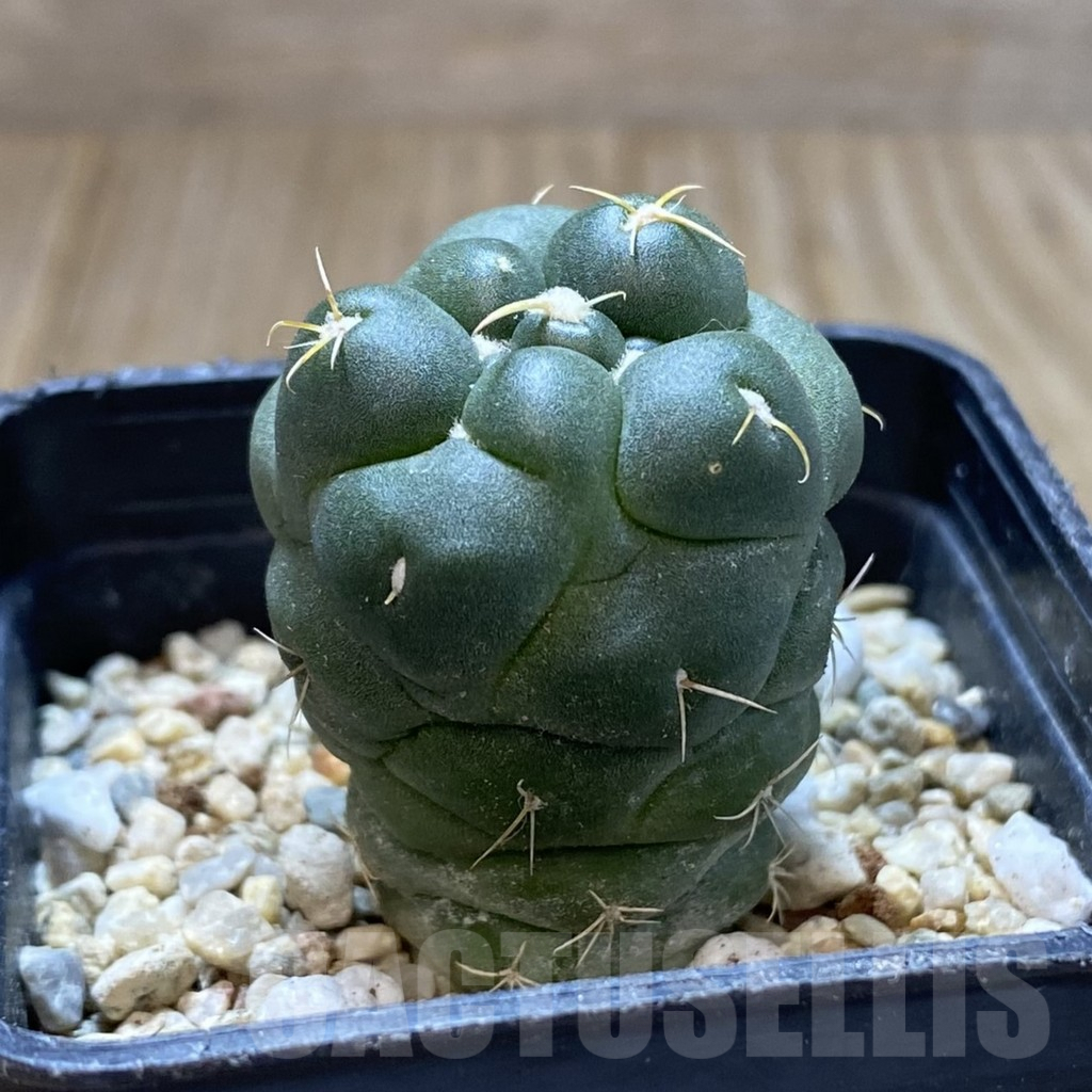 SHPR40976 Coryphantha elephantidens ‘inermis’ - Image 3