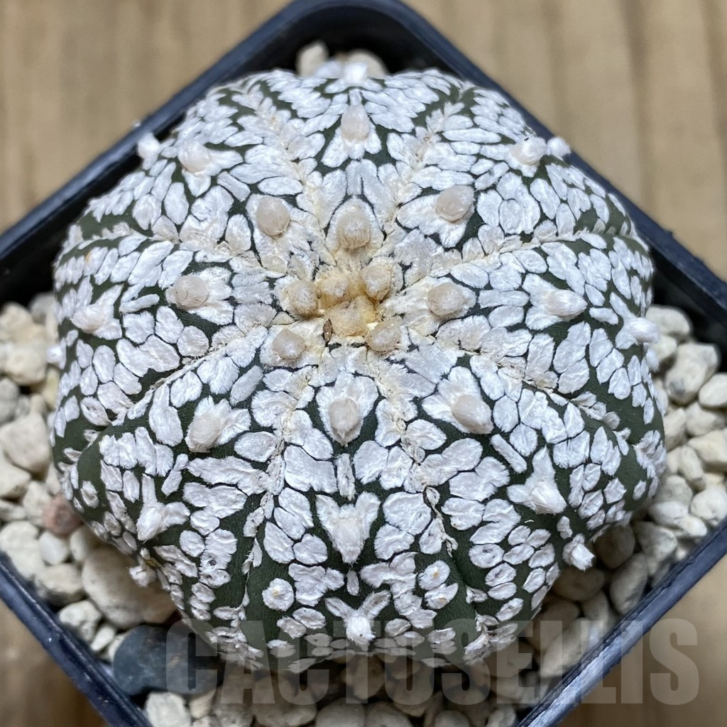 SH974 Astrophytum asterias ‘Super Kabuto’ V-type