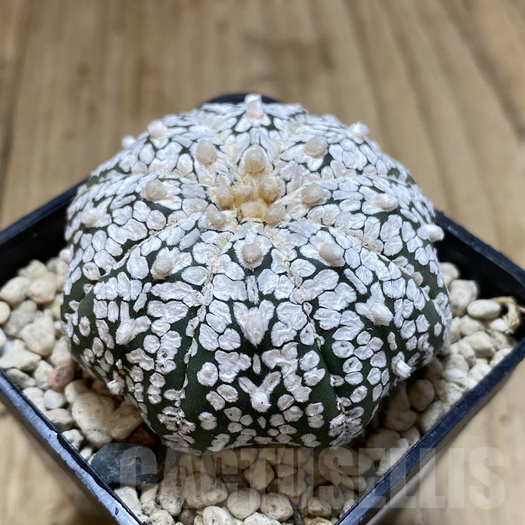 SH974 Astrophytum asterias ‘Super Kabuto’ V-type - Image 2
