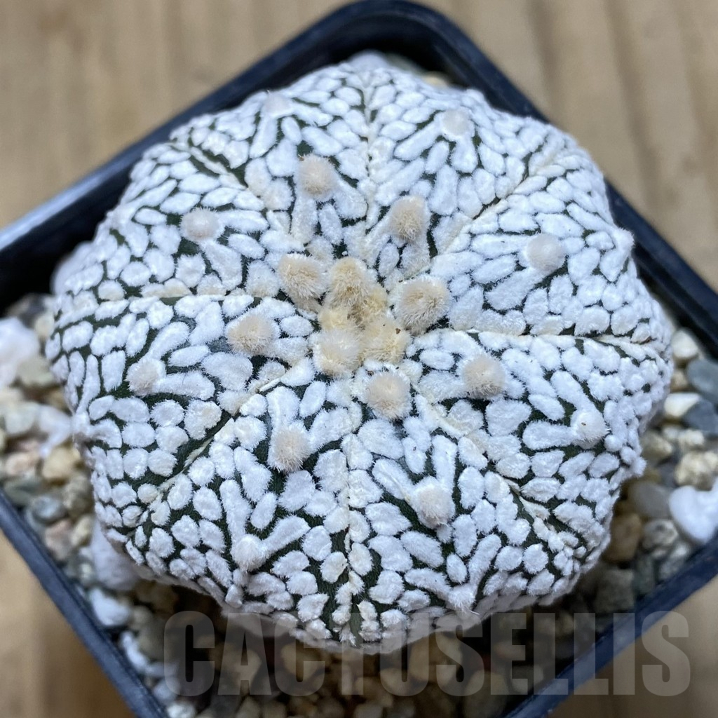 SHPR41014 Astrophytum asterias ‘Super Kabuto’ V-type