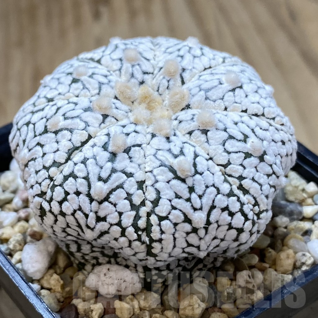 SHPR41014 Astrophytum asterias ‘Super Kabuto’ V-type - Image 2