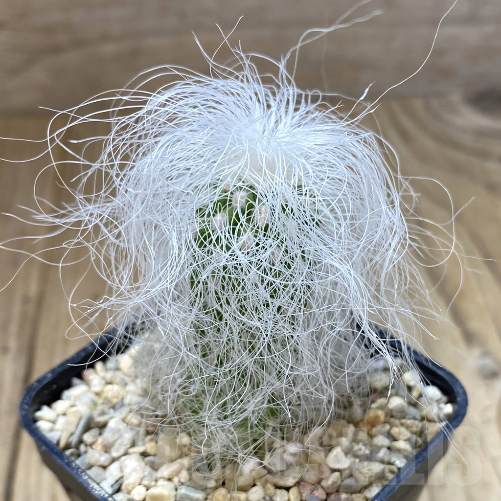 SHPR41020 Cephalocereus senilis