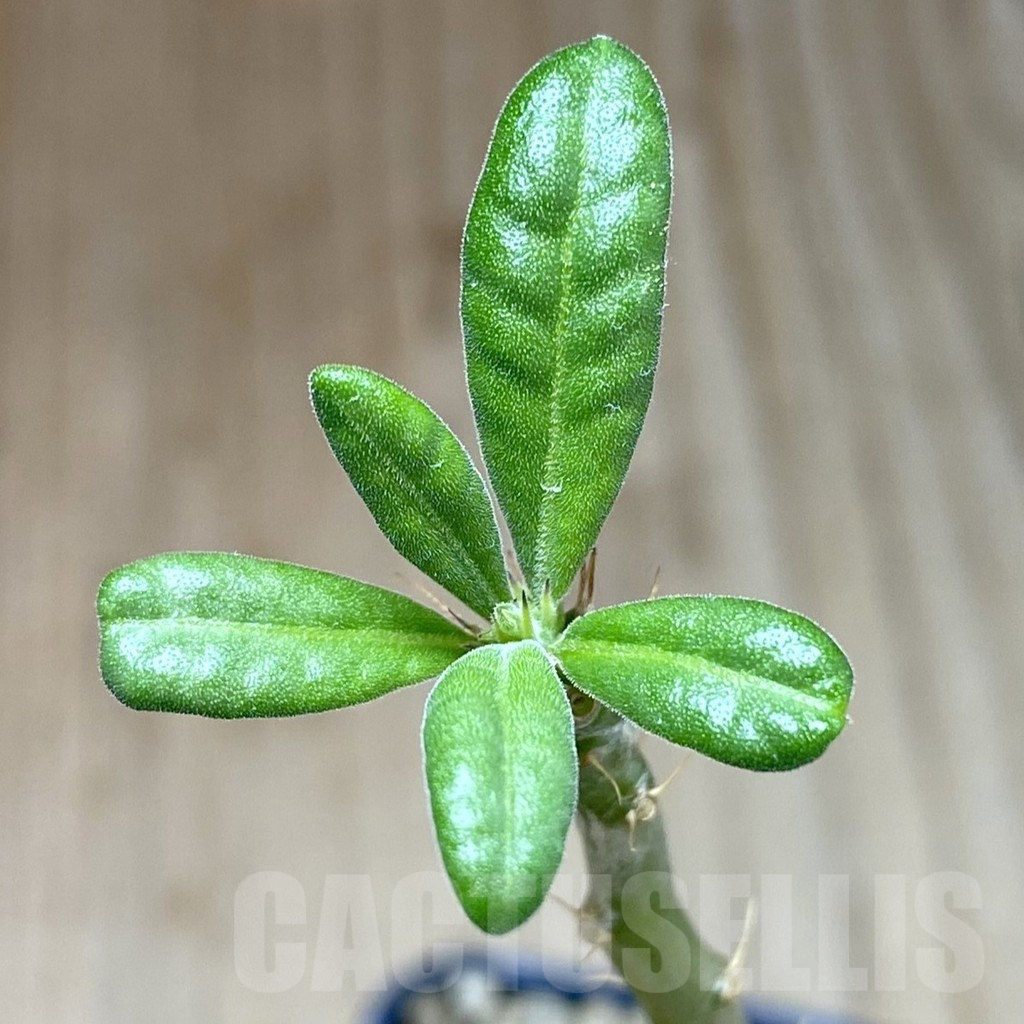 SHPR41022 Pachypodium succulentum
