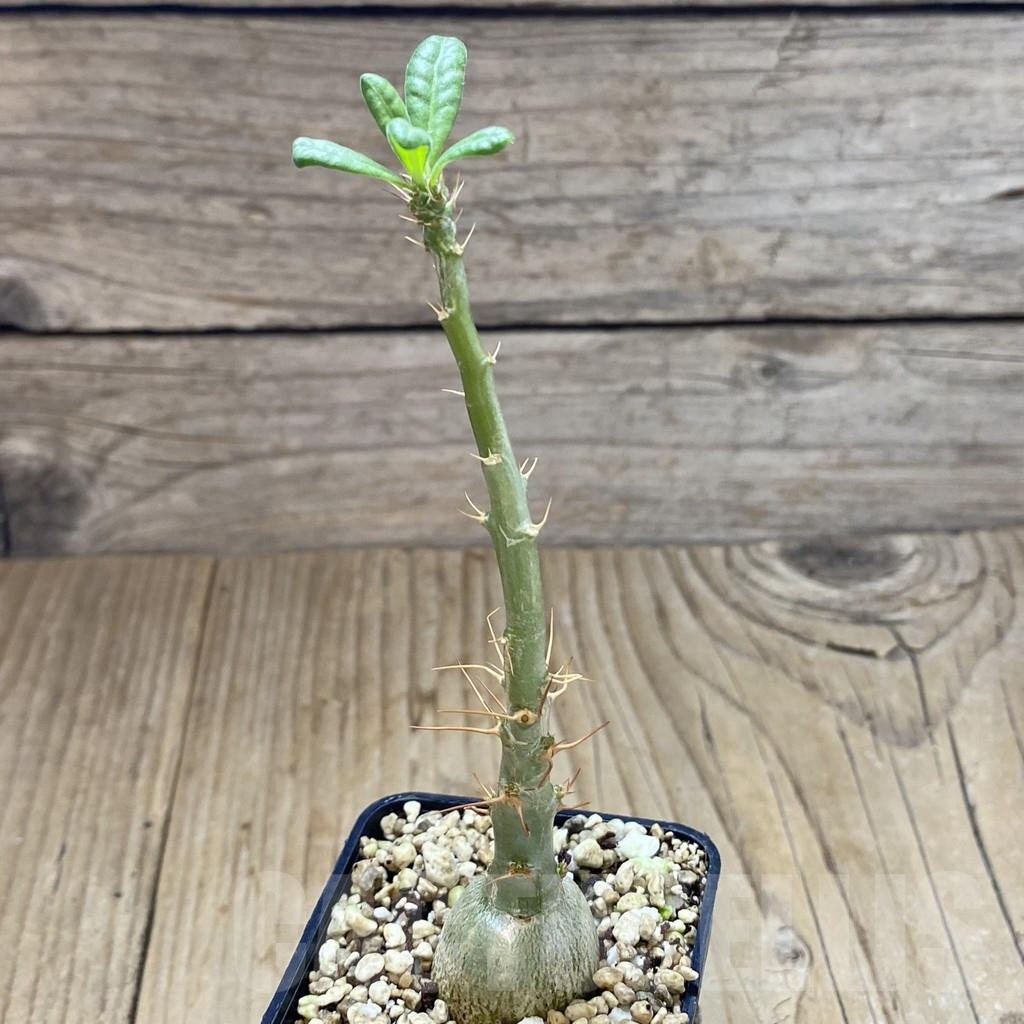 SHPR41022 Pachypodium succulentum - Image 2