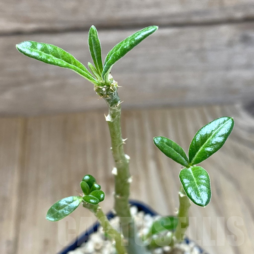 SHPR41023 Pachypodium succulentum