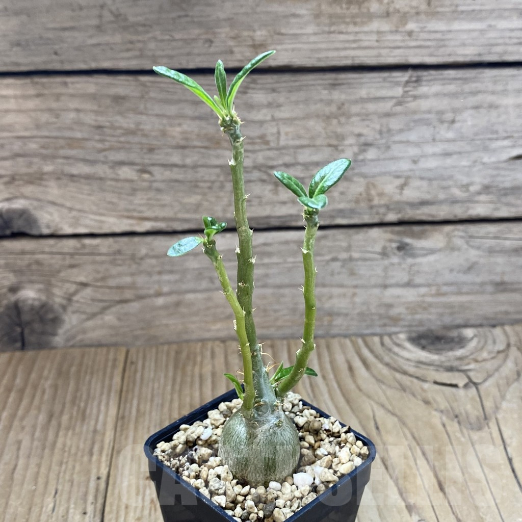 SHPR41023 Pachypodium succulentum - Image 2